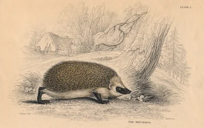 Hérisson Erinaceus europeas, 1828