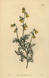 Hermannia confusa (Hermannia à feuilles fines, Hermannia tenuifolia)