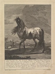 Cheval, 18e siècle