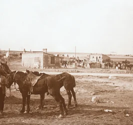 Chevaux, Somme-Tourbe, nord de la France
