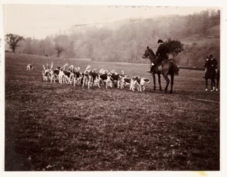 Chasseur et chiens