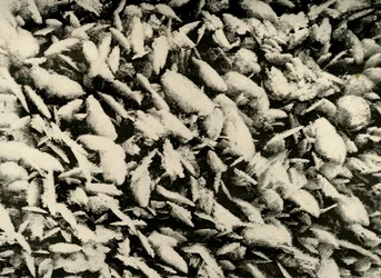 Cristaux de glace sur le toit du porche de la cabane, vers 1908, 1909