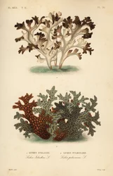 Lichen d