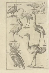 Illustration tirée du livre Description du Cap de Bonne-Espérance et des Hottentots qui y vivent par Kolb, Peter et publié par bey Peter Conrad Monath (de, 1745)