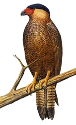 Illustration/Polyborus lutosus/Quelili/Caracara de Guadalupe