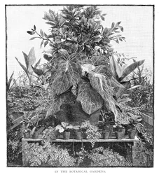 Dans les jardins botaniques, 1886