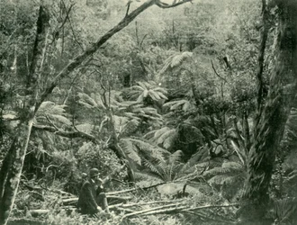 Dans les Dandenong Ranges, 1901