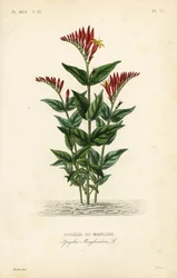 Spigélie du Maryland, Spigelia marilandica, Spigelia marylandica, Spigélie du Maryland