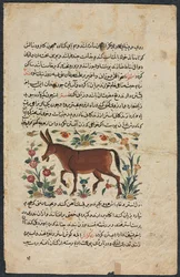 Khar Ass, du Nuzhat-nama-yi alai Excellent Livre de Conseils..., 1400s