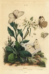 Grande piéride, Pieris brassicae 1, petite piéride, Pieris rapae 2, piéride du navet, Pieris napi 3, et piéride de l