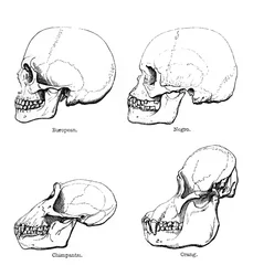Vue latérale du crâne ou profil, 1848