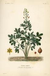 Leontice commune