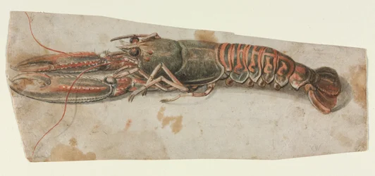 Homard, 1600s