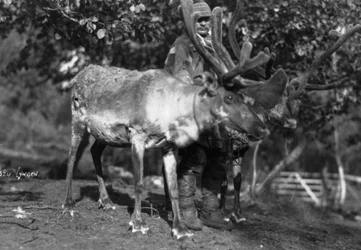 Homme local avec un renne, Lyngen, nord de la Norvège, vers les années 1920-1930