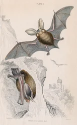 Grand Murin Plectorus auritus, 1828