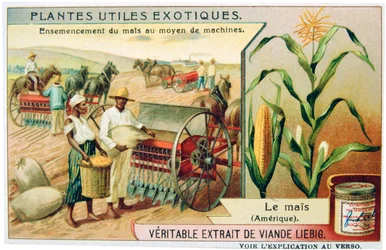 Maïs, vers 1900