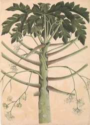 Papayer mâle, vers 1790-1800