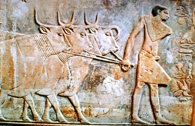 Homme menant du bétail, bas-relief du tombeau de Ptahhotep, Saqqarah, Égypte, 24ème siècle av. J.-C.