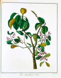 Manchineel Hippomane mancinella ou Goyave empoisonnée, vers 1795