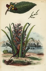 Noix de marquage, Semecarpus anacardium 1 et fruit de pingouin ou pinuela, Bromelia pinguin 2