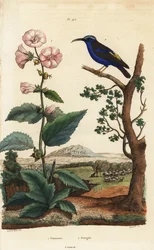 Guimauve, Althaea officinalis, et sucrier pourpré, Cyanerpes caeruleus
