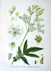 Reine-des-prés, 1893