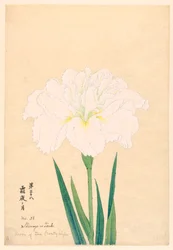 Lune de la nuit glaciale (Shimoyo no Tsuki), No. 38, vers 1910