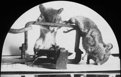 Piège à souris ou à rat, fin du 19e ou début du 20e siècle