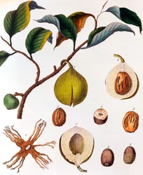 Myrsitica fragrans - muscade, vers 1798