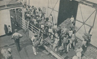 Autochtones chargeant des bananes à Kingston, Jamaïque, chantent des psaumes écossais, 1937