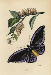 Ornithoptère du Nord, Ornithoptera priamus urvillianus 1, et chrysalide et larve de l