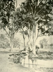 Vieux gommiers, Mt. Crawford, Australie-Méridionale, 1901