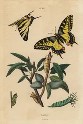 Machaon, Papilio machaon 1, et flambé, Iphiclides podalirius 2, larve et nymphe