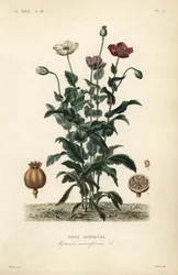 Pavot somnifère, Papaver somniferum, Pavot somnifère