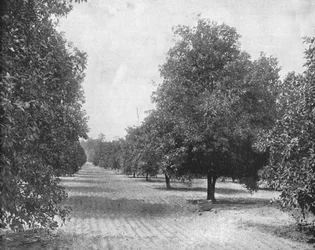 Orangerie, Séville, Floride, USA, vers 1900