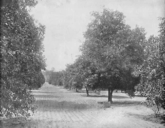 Orangerie, Séville, Floride, vers 1897