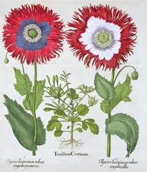 Pavots ornementaux, 1613