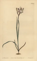 Ixia peinte, Ixia fucata