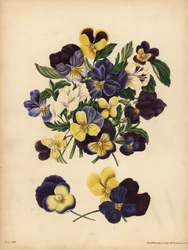 Pensées, Viola tricolor, Pensées : Vous occupez mes pensées ou Pensez à moi