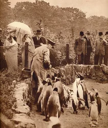 Pingouins en parade pour le Roi, 1934-1935