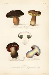 Cèpe de Bordeaux et bolet blafard
