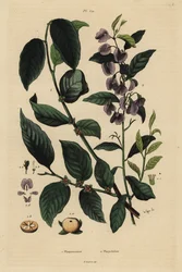 Kaki, Diospyros kaki 1, et hovea ou karri blue bush, Hovea elliptica Platychilum celsianum 2. Plaqueminier, Platychilier