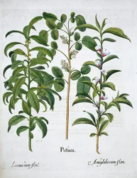 Pistache, Laurier noble et Amandier, 1613