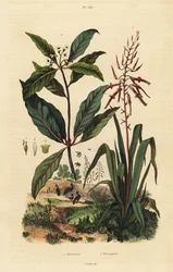 Pitcairnia bifrons 1, et buis victorien, Pittosporum undulatum 2