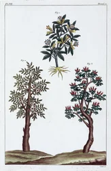Plantes médicinales, Chine