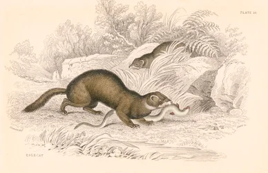Putois Mustela putorius, membre de la famille des belettes, 1828