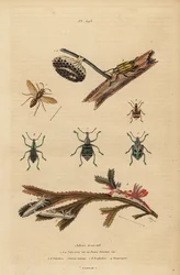 Polistes gallicus, guêpe en papier et nid, charançon bleu, Eupholus schoenherri, charançon des racines, Diaprepes abbreviatus, limaces de mer Polycera, Ancula gibbosa, Ancula atlantique, sur algues