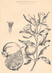 Grenade, 19e siècle