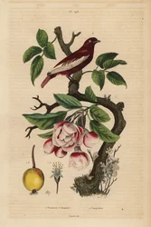 Cotinga pompadour, Xipholena punicea, sur un pommier, Malus pumila, fruit, fleur