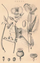 Coquelicot, 19e siècle